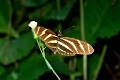 HELICONIDAE, Heliconius charitonia